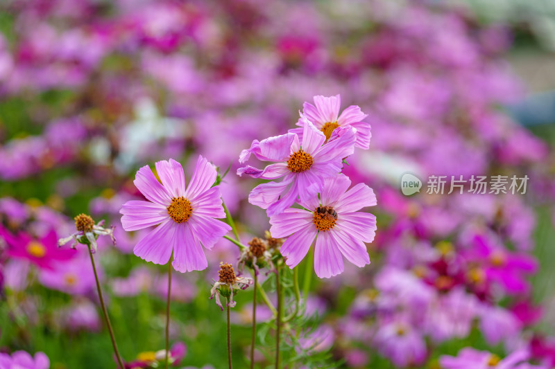 花蕊上采蜜的蜜蜂