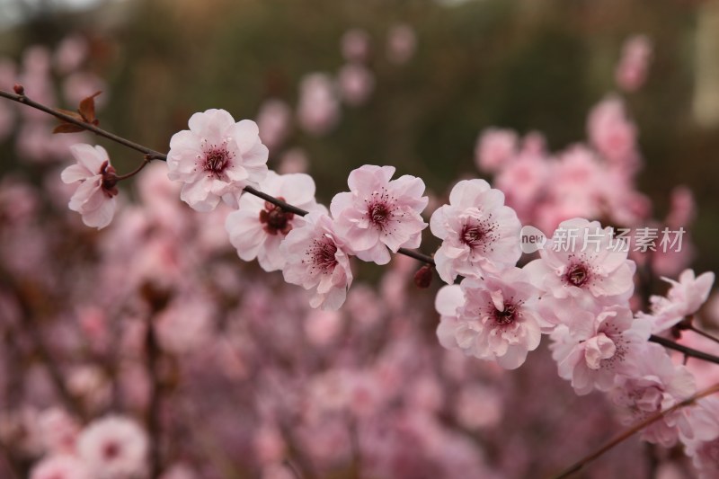 梅花系列