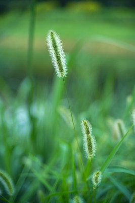 野草狗尾巴草