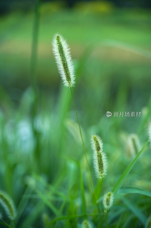 野草狗尾巴草