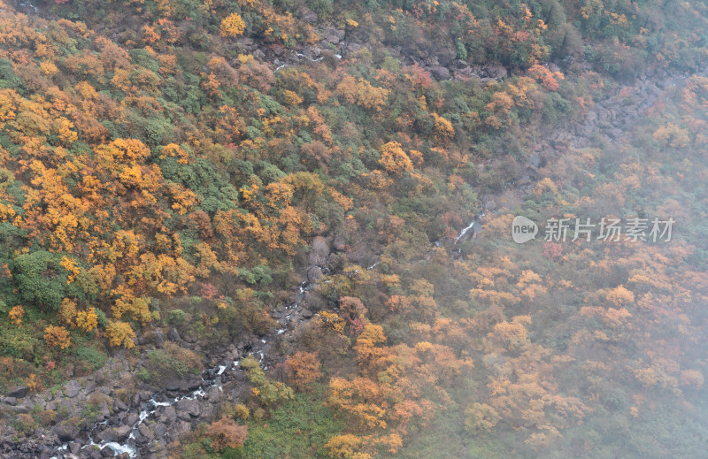 四川瓦屋山秋天雾中的彩林