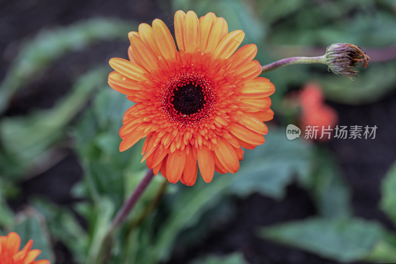 花，菊花，非洲菊，花朵，美丽的花