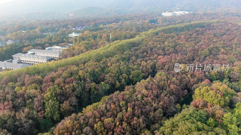 旅游景区南京钟山秋天枫叶航拍