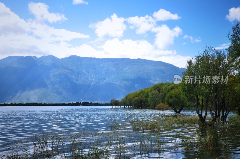 冬天洱海的金黄色和湛蓝的天空云彩