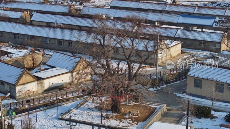 航拍威海市文登区瓦屋庄村百年银杏冬季雪景