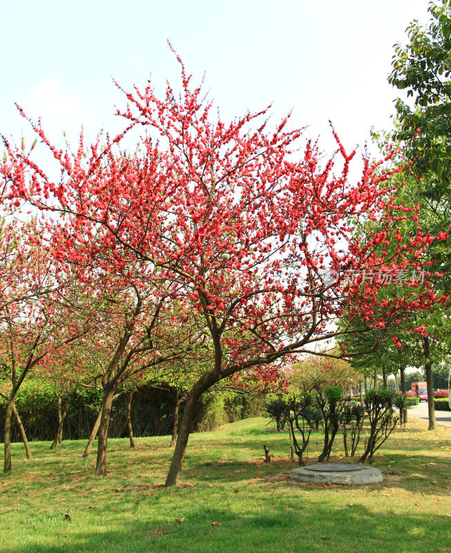 冬日梅花