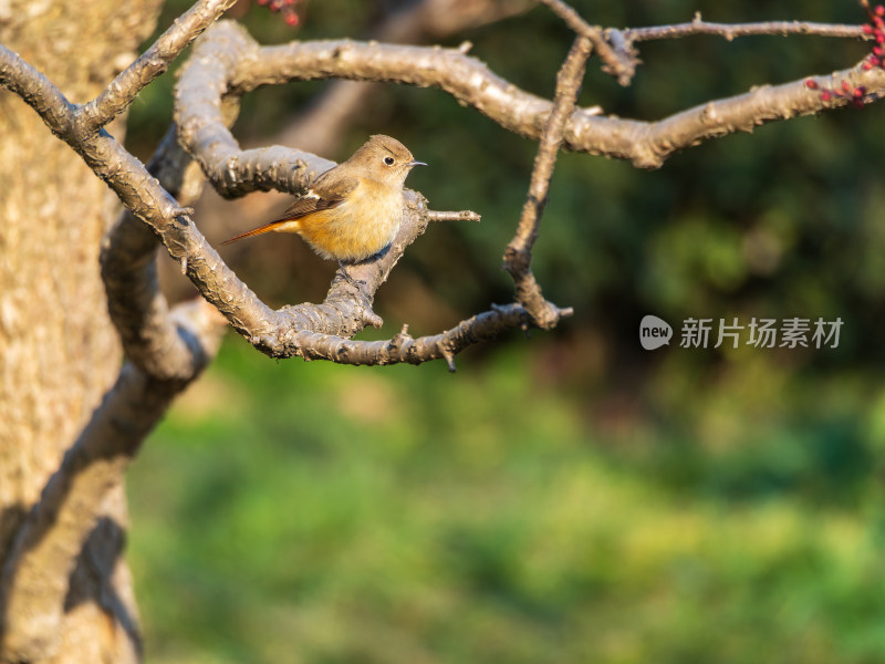 生态环境下的北红尾鸲雌鸟