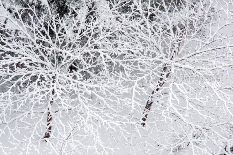 大雪后树上洁白的冰挂