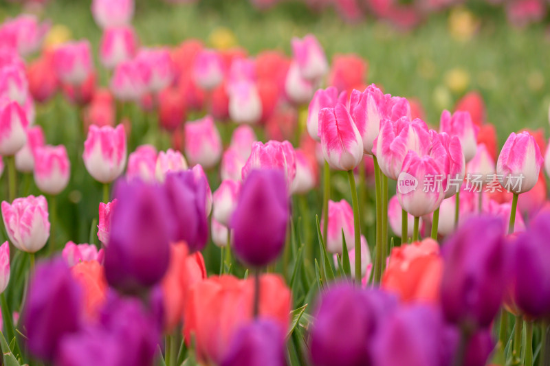 郁金香花海