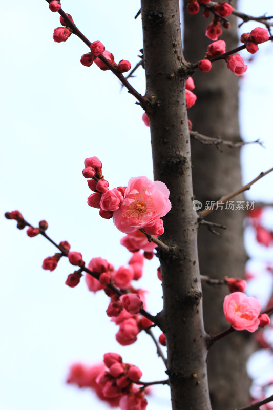 立春时节含苞怒放的红梅