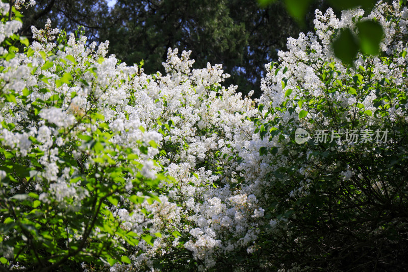 春天四月丁香花花卉开放治愈清新