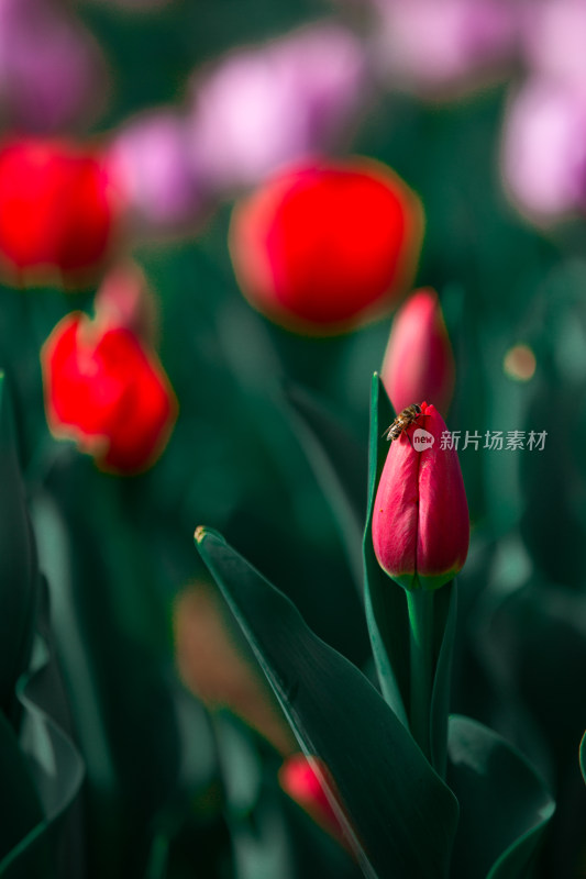 春天的花朵