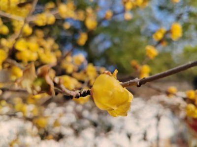 盛开的黄色花朵微距特写