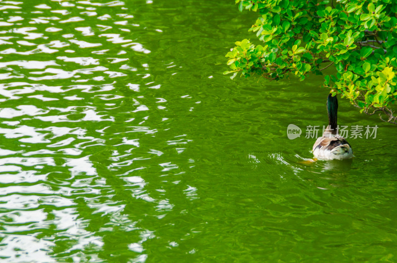 福州西禅寺一只绿头鸭在水中游水