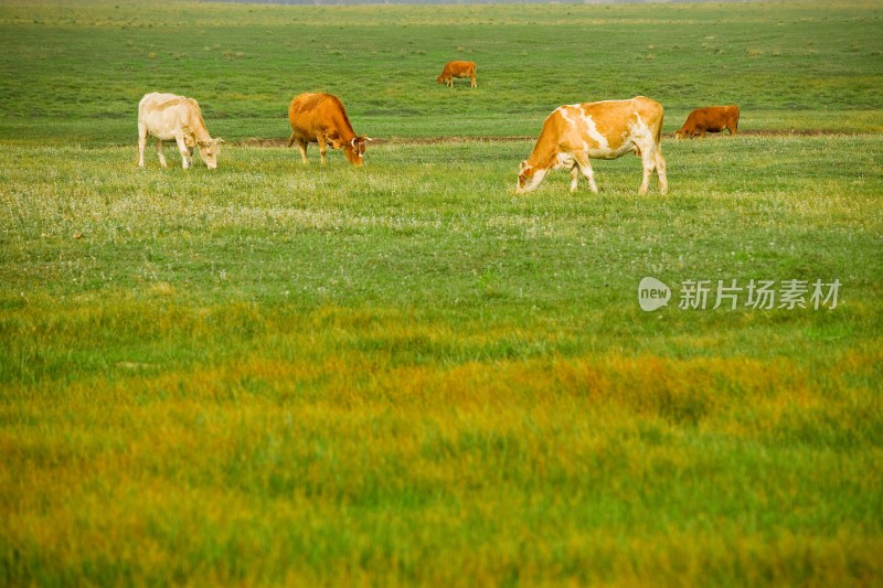 内蒙,坝上,乌兰木统,乌兰木统草原,红山,军马场,草原,草地,