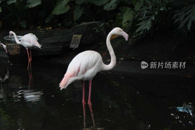 湖面上的火烈鸟