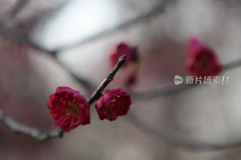 微距特写绽放的红色梅花