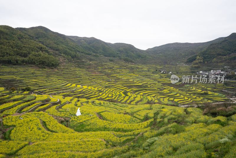 浙江绍兴覆卮山盛开的油菜花