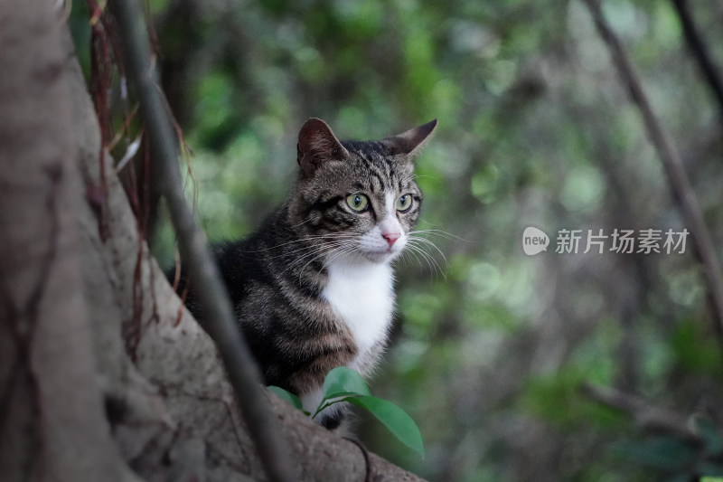 中华田园猫狸花猫