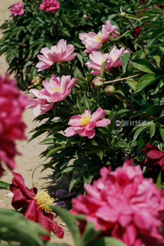 北京国家植物园芍药