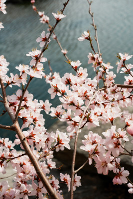 圆明园春天桃花桃树