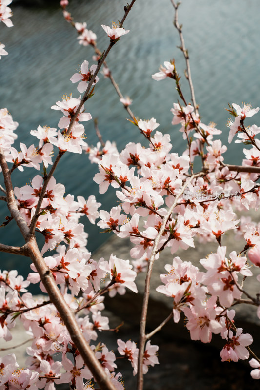 圆明园春天桃花桃树