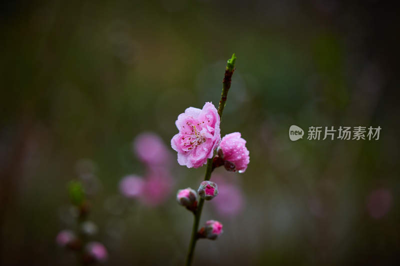 特写粉色桃花枝