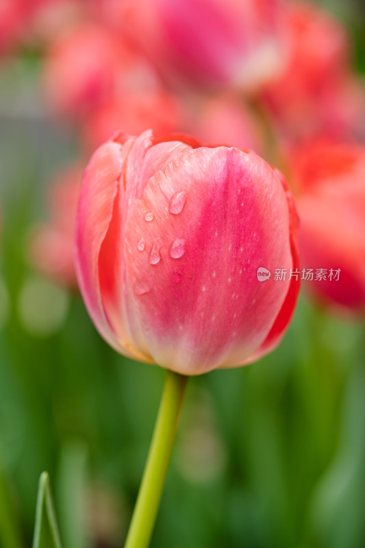 春天郁金香花朵特写