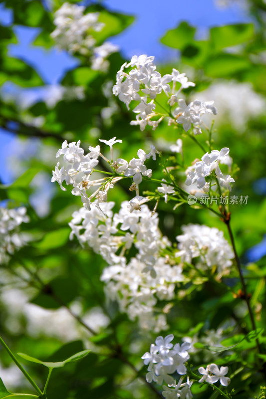 北京天坛公园丁香花