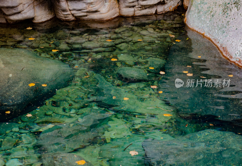 青岛崂山北九水，秋季水面上，漂浮着黄叶