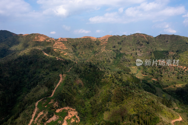 梯田上的绿色希望 仙人掌种植基地