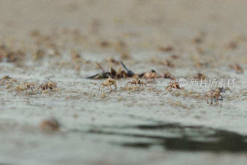 海陵岛海滩小螃蟹