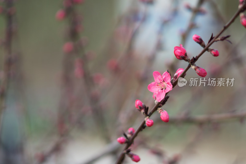 观赏的桃花盛开在枝头