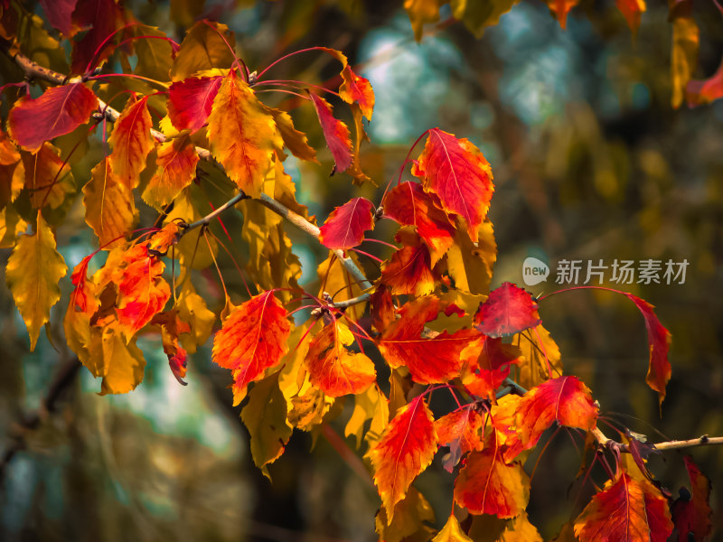 水面上漂浮着落叶的唯美秋景