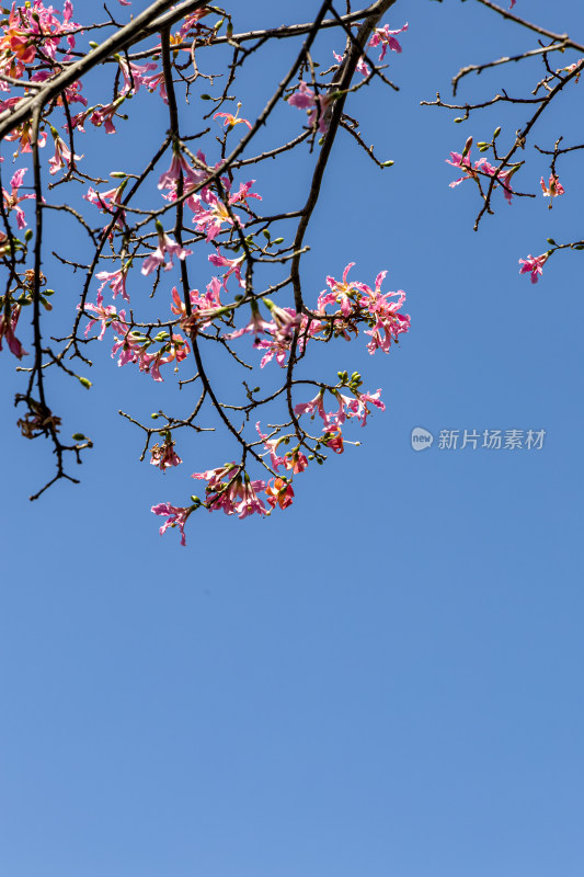 异木棉花