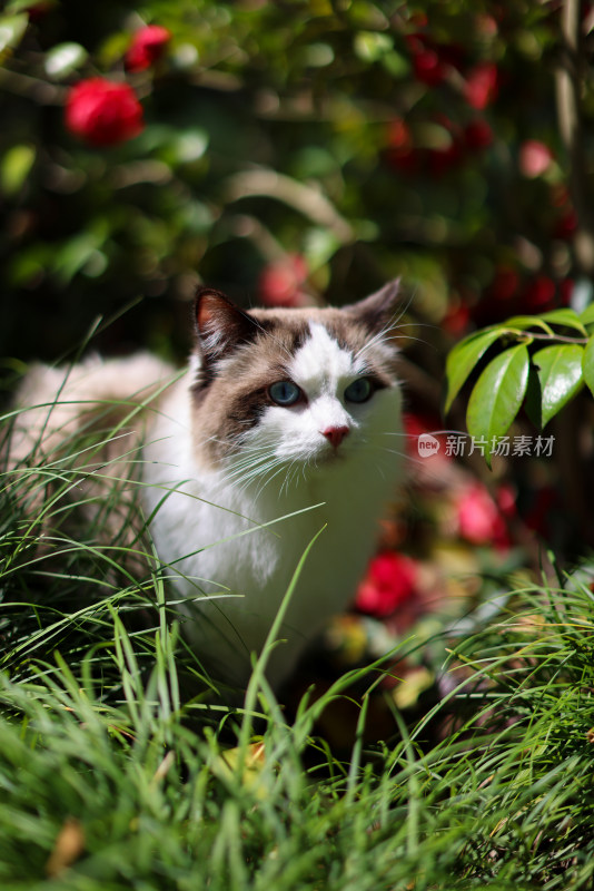 红色山茶花和布偶猫