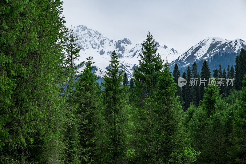 新疆伊犁恰西雪山森林风光