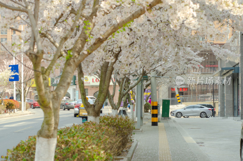 青岛路边樱花盛开