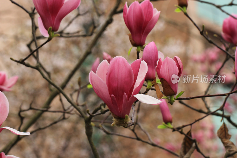 盛开的粉色玉兰花枝特写