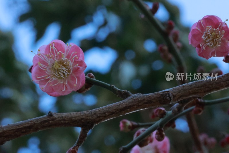 梅花微距