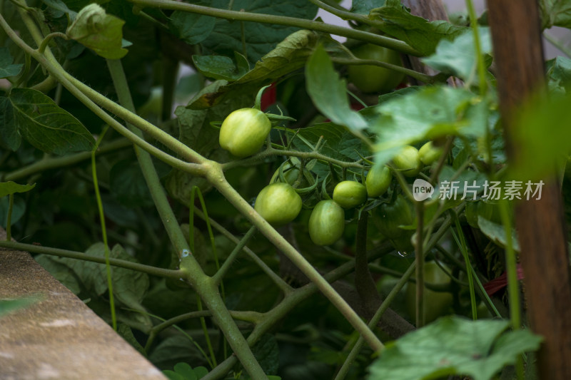 阴天雨后开花结果的西红柿树苗