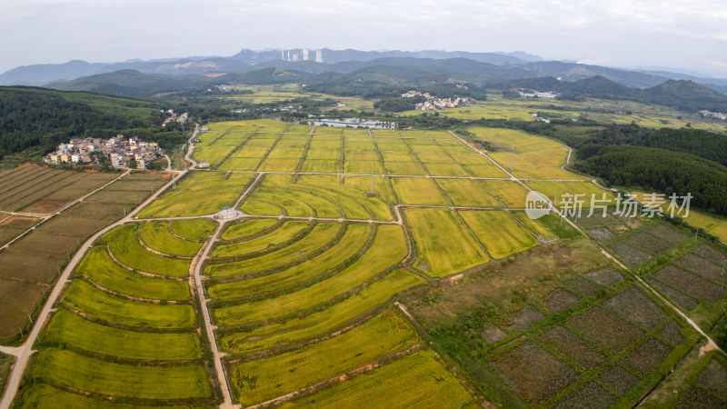 韶关梨市茶山金色稻田