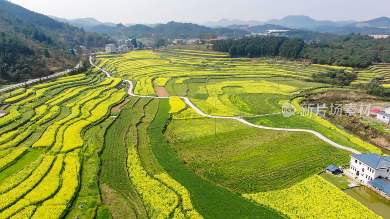 油菜花种植