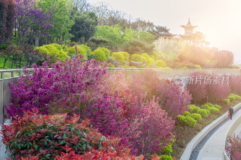 春天的渭南南湖公园，高低错落的花树