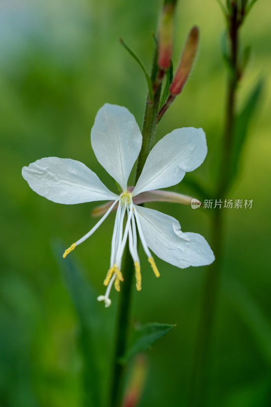 春天的山桃草开花