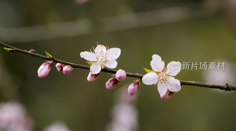 春天百花盛开