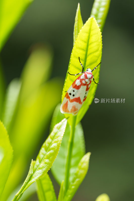 生态茶叶茶树茶园茶文化