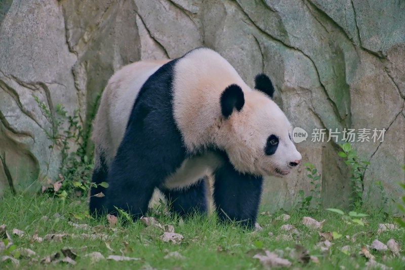 紫清湖动物园的大熊猫暖暖等