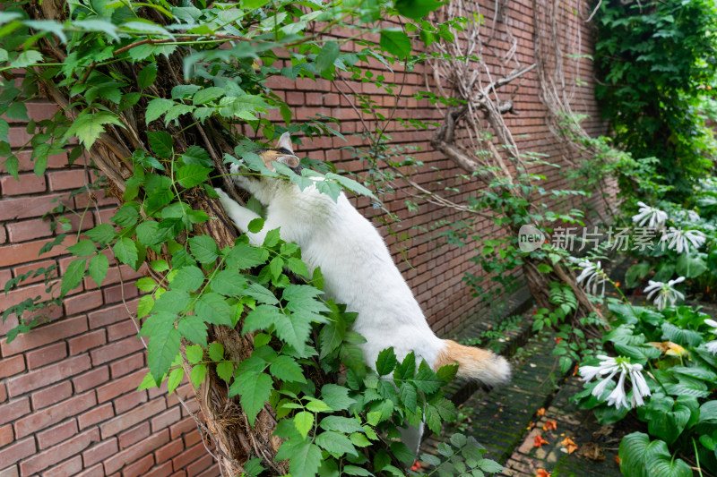 园林中的猫在爬树