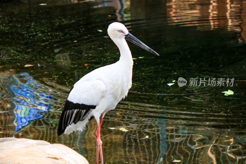 湖中的丹顶鹤特写